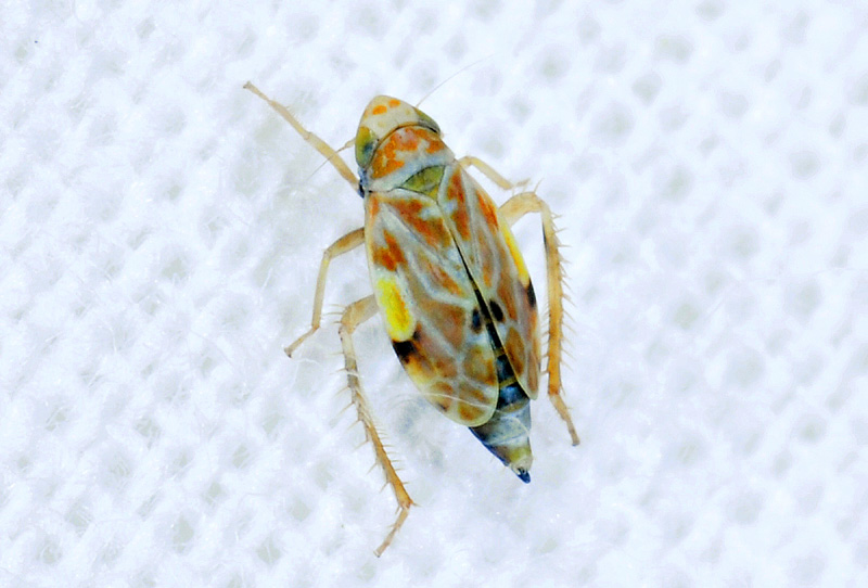 Erythria sp (Tiflocibinae)